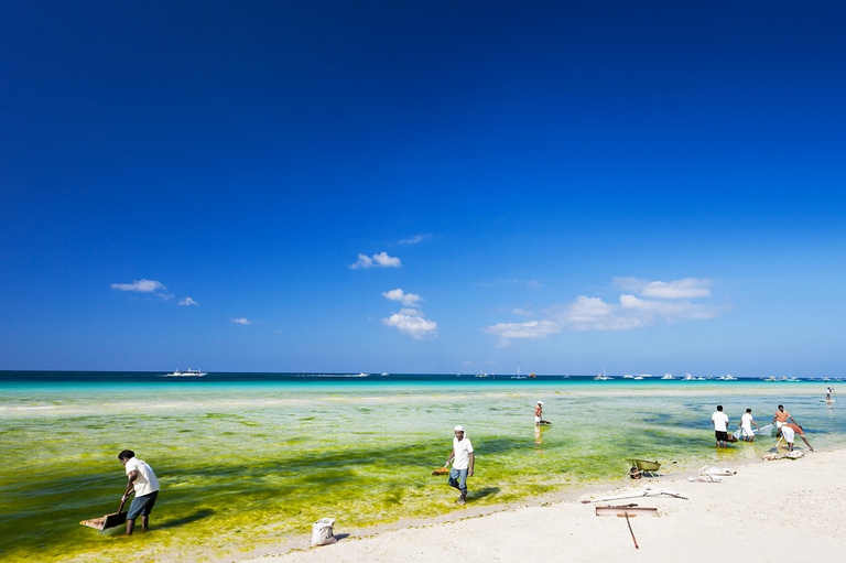 Un gruppo di persone ripulisce la spiaggia di Boracay dalle alghe