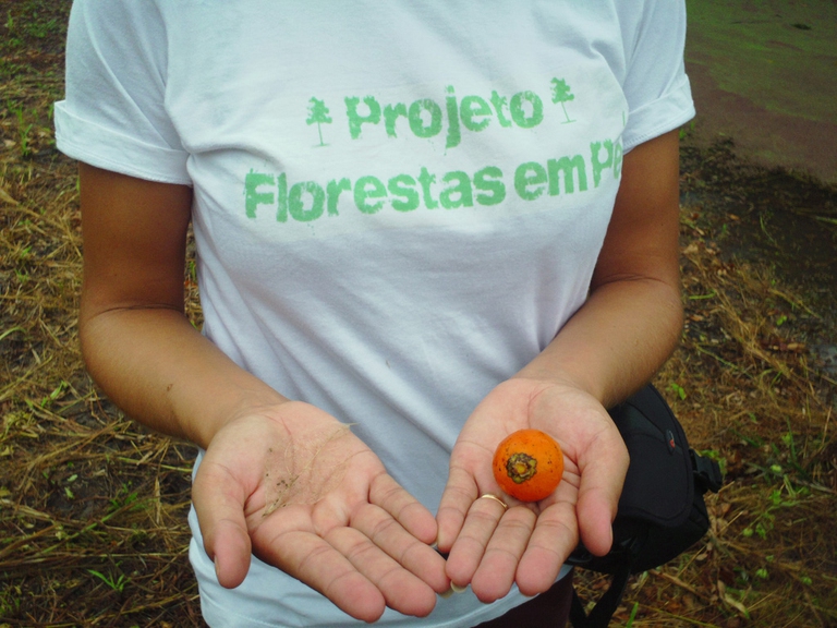 Foreste in Piedi, One like, one forest