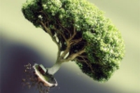 Quante foreste ha perso la Terra dal 2000