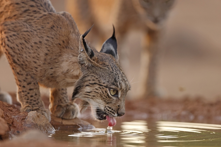 Lince iberica che beve