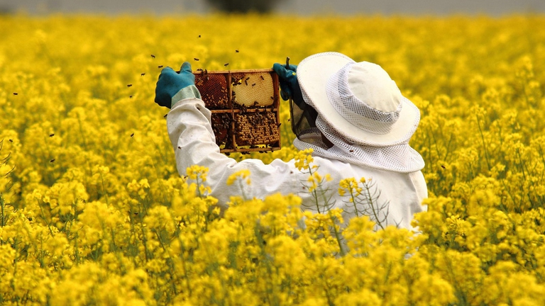 Apicoltore con le sue api