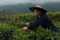 Food for life, Greenpeace mette in mostra l’agricoltura sostenibile