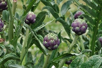 Insalata di uova e carciofi allo zenzero