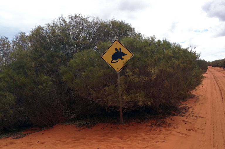 bilby Australia