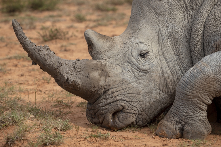 In Namibia il bracconaggio dei rinoceronti è aumentato del 93 per cento