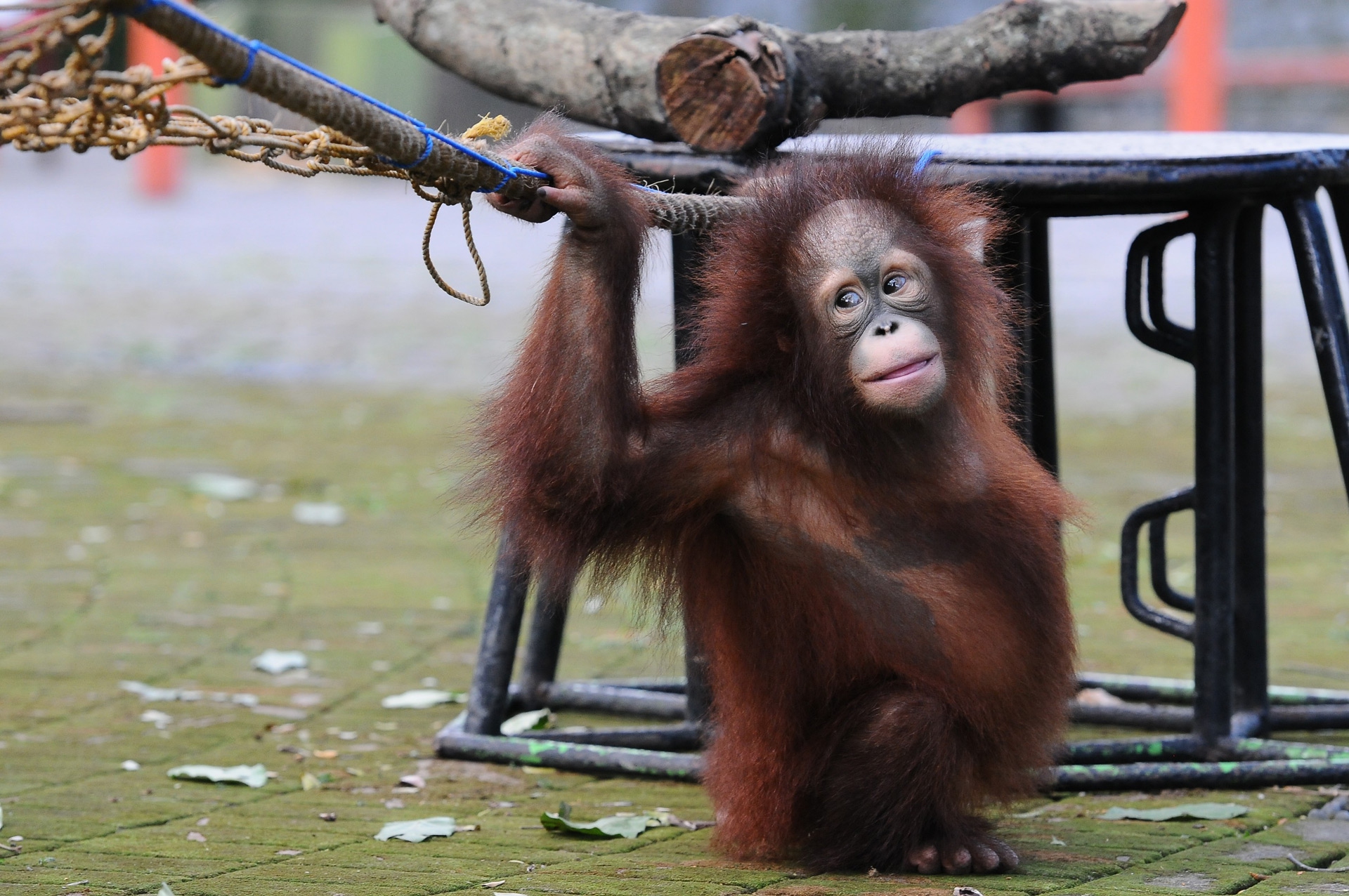 Damai e Rizki, due cuccioli di orango tornano il libertà