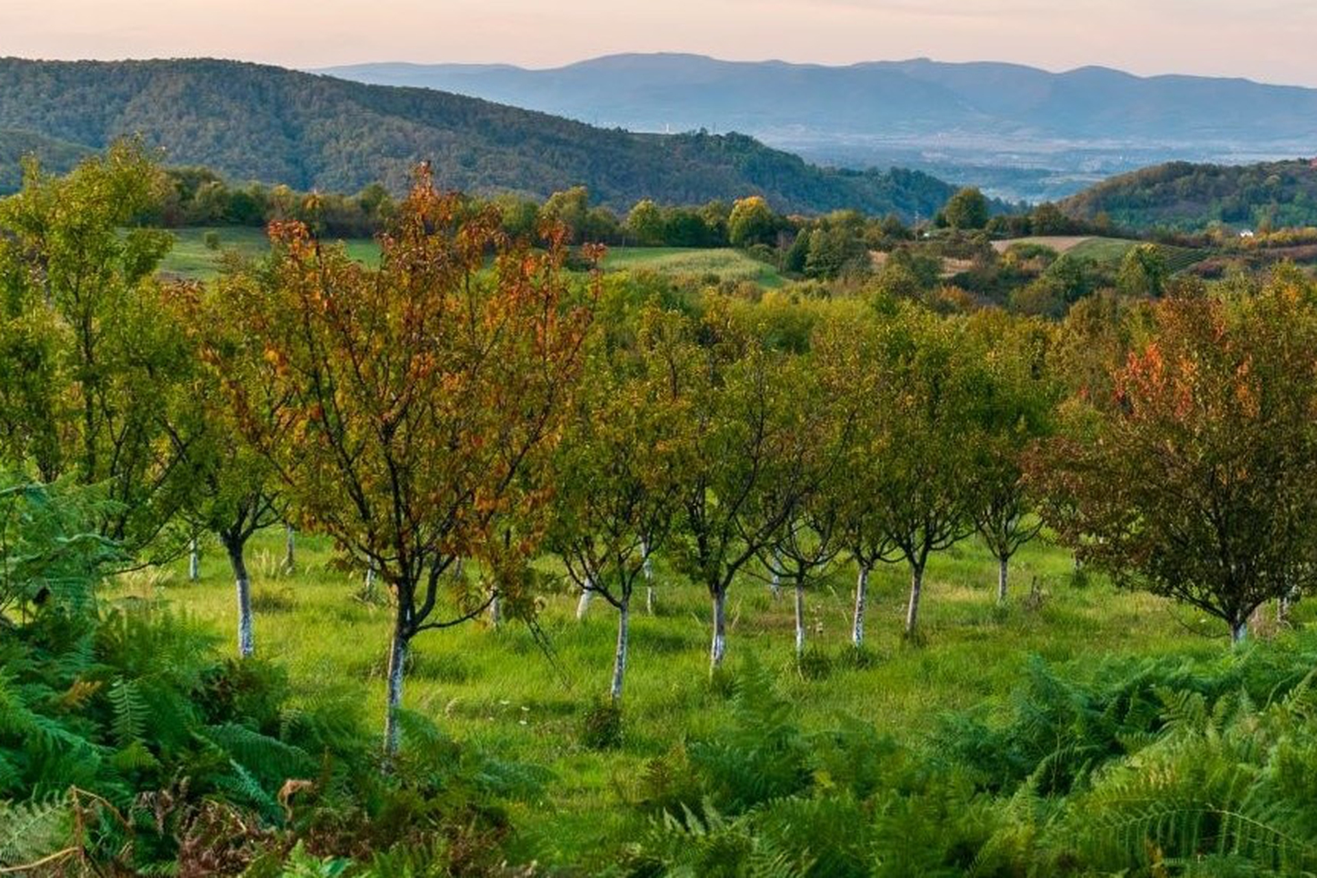 Traditional orchards are our past and future. Promoting biodiversity