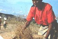Aiuti OGM ai rifugiati in Zambia?