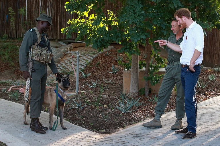 cani antibracconaggio