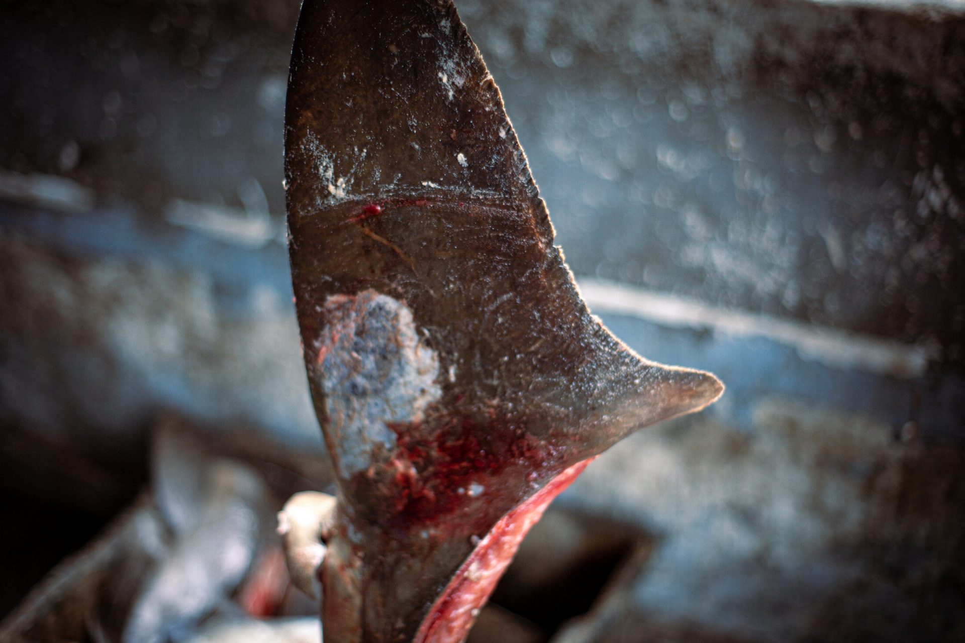 Foto squali Congo-pinne