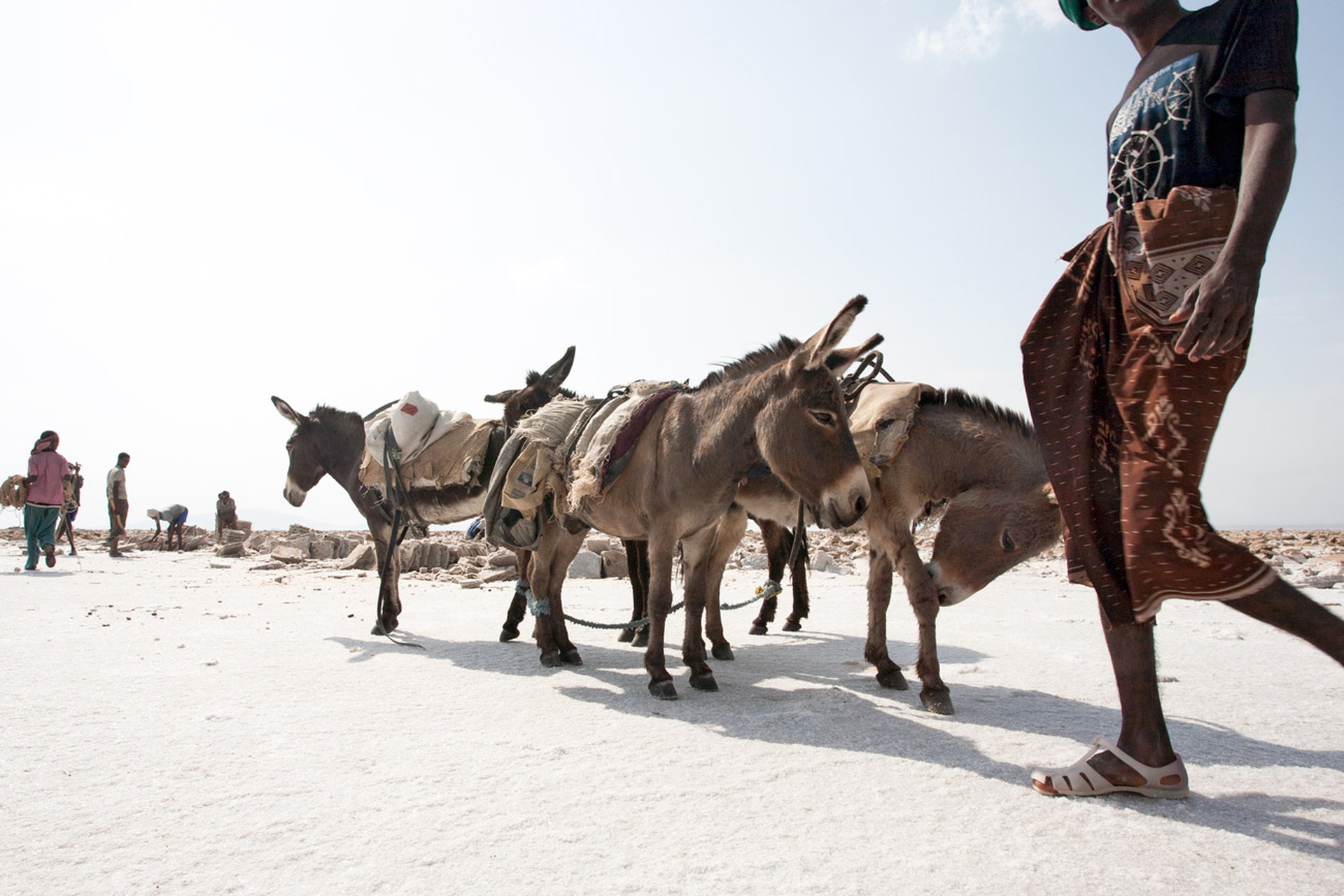 Carovana errante, asini