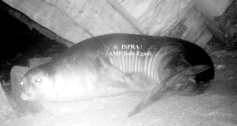 Foca monaca fototrappolata in Sicilia durante lo svernamento