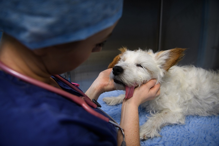 Effetti della processionaria su un cane
