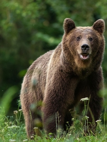 La morte dell’orso Juan Carrito ci ricorda che abbiamo un problema con la strada