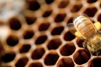 United States. Millions of bees killed by insecticide used against mosquitoes