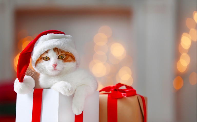 Feliway Feste di Natale