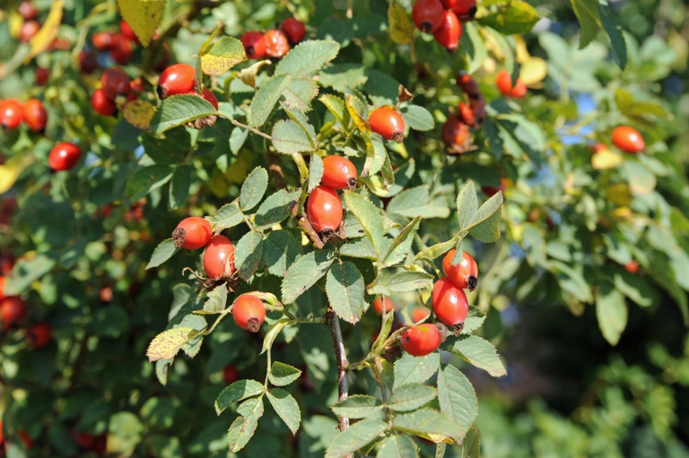 rosa canina sistema immunitario