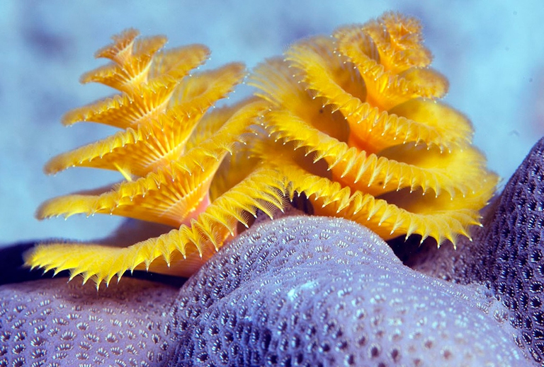 Le meraviglie del mare