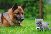 Sono stati dichiarati impignorabili gli animali da compagnia
