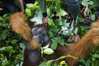Deforestazione. L’Europa nella black list