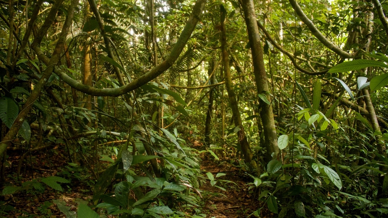 foresta pluviale amazzonia