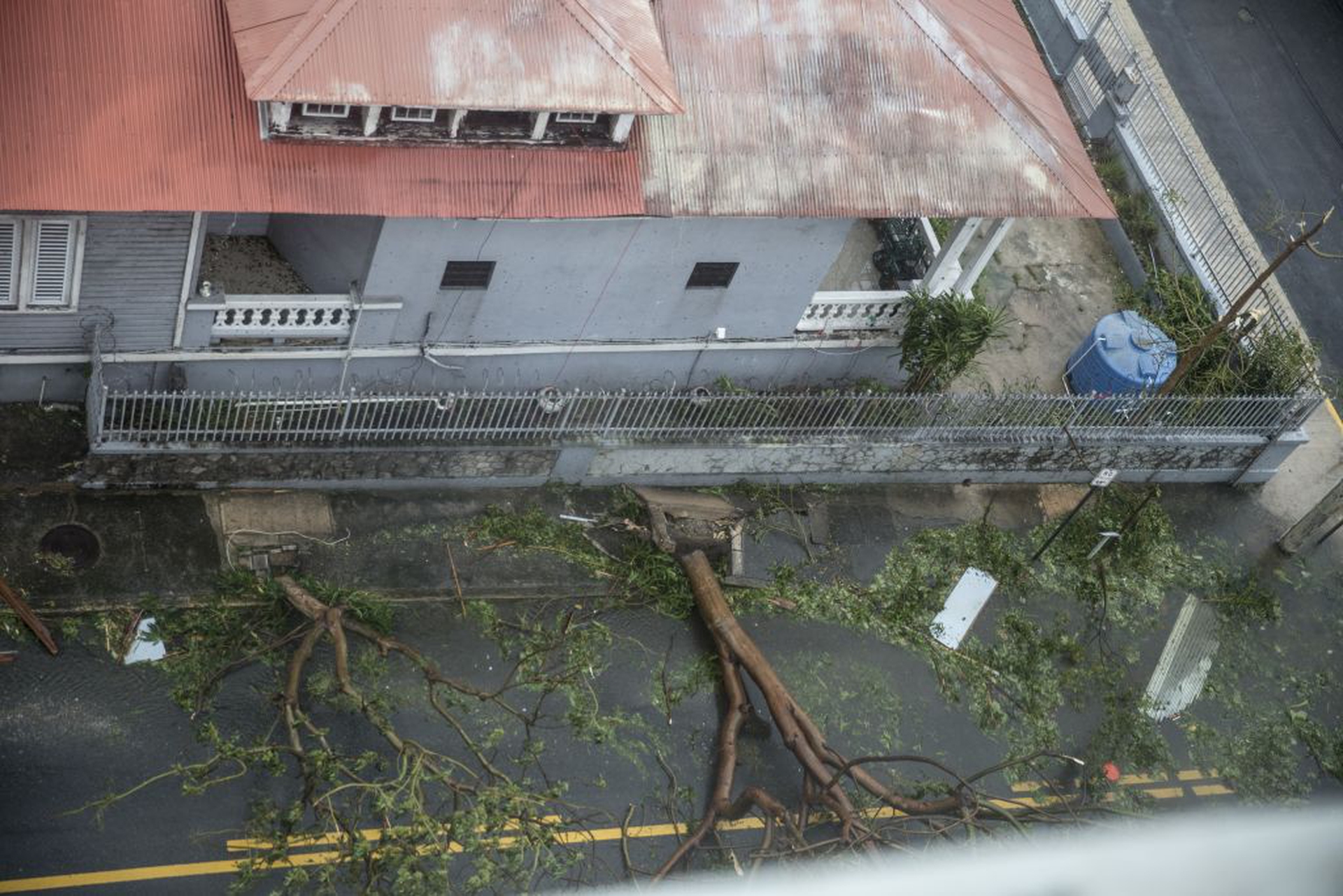 uragano maria abbatte alberi