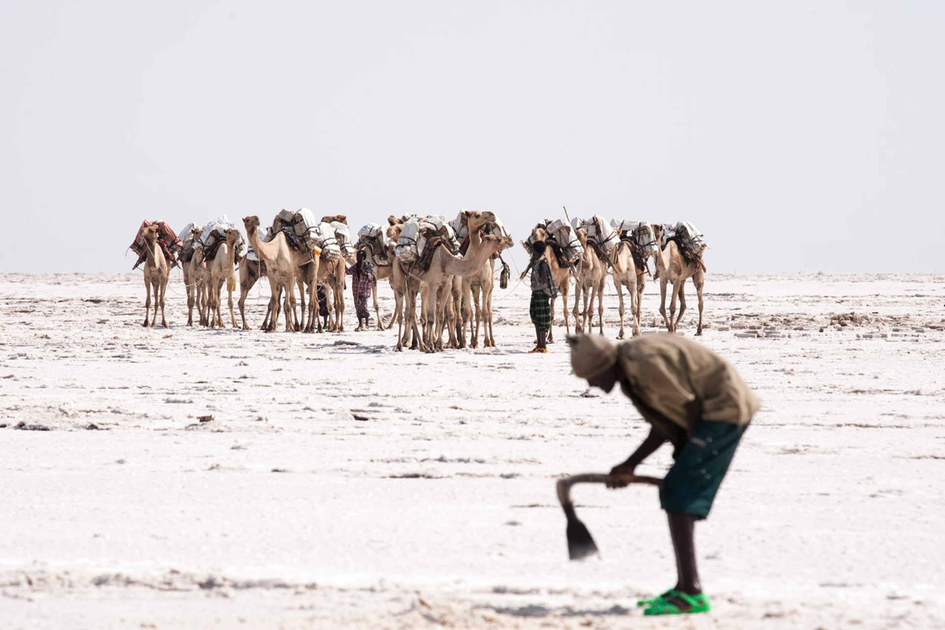 Carovana errante, Dancalia