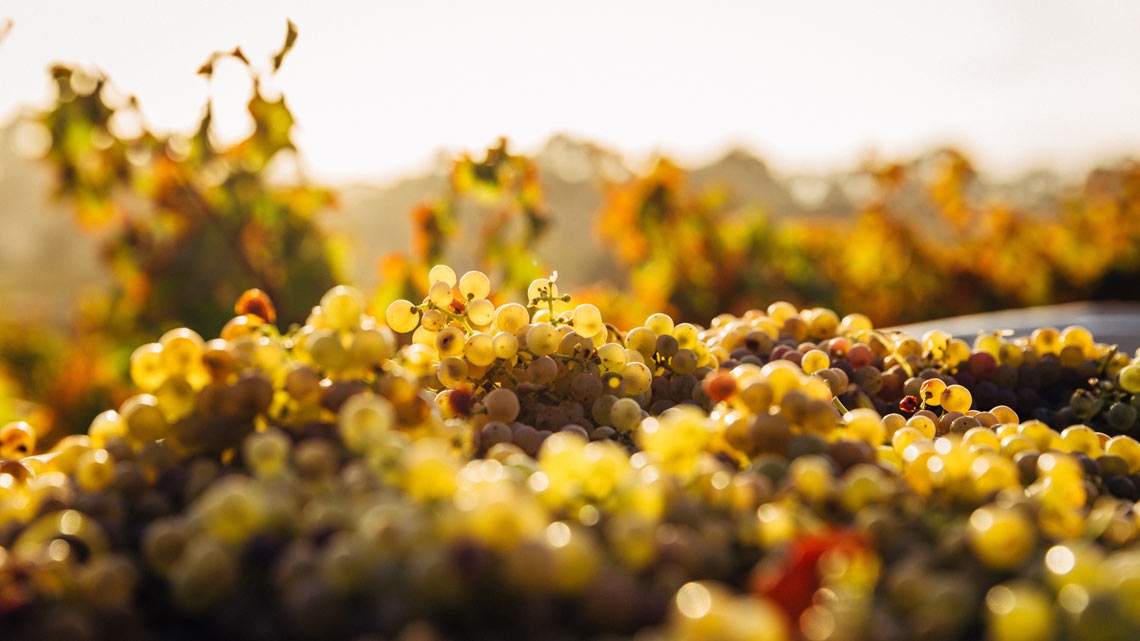 How Climate Change Could Transform The World S Wine Map Lifegate