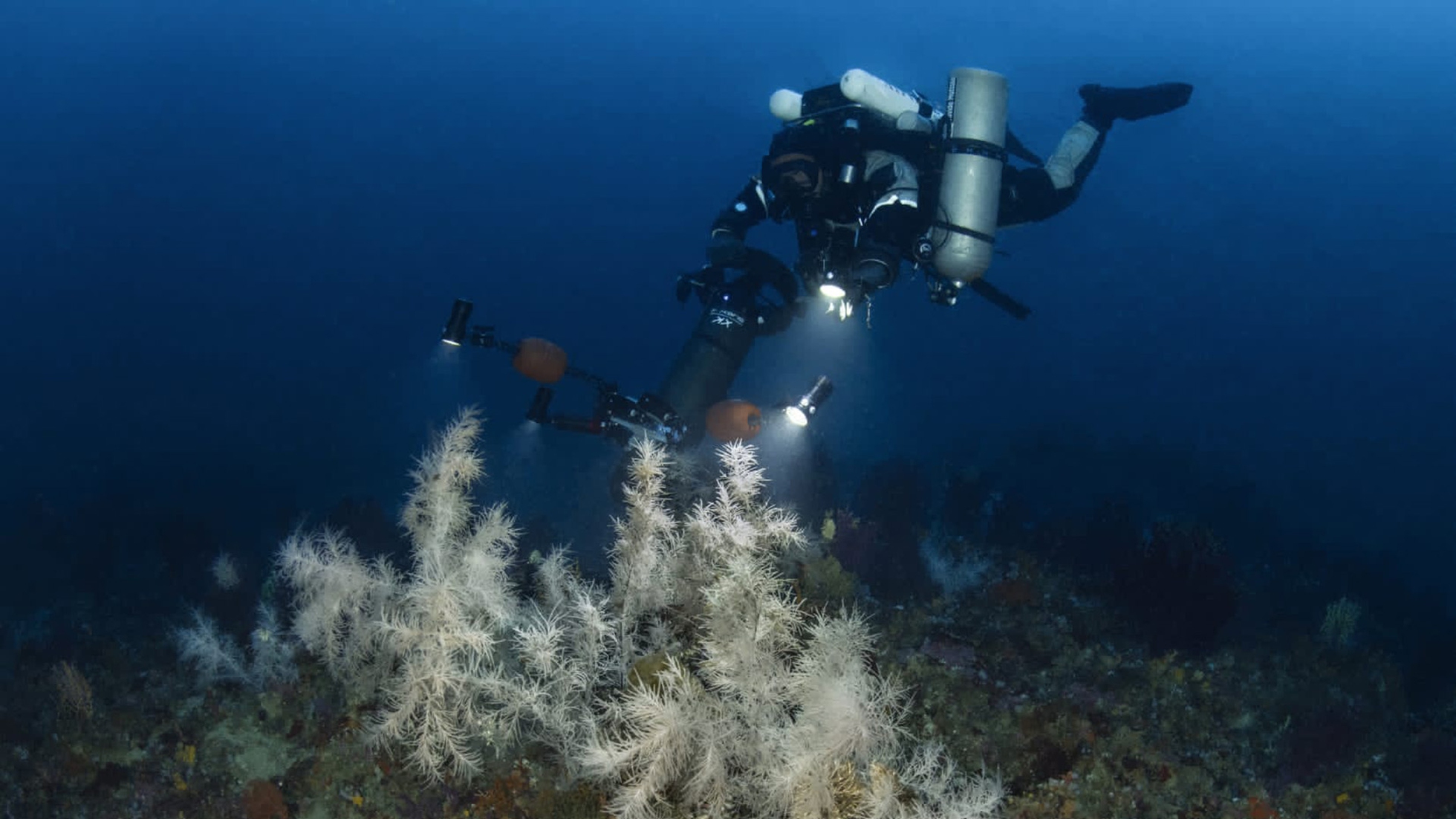 La scoperta del corallo nero a Marettimo raccontata nel documentario Il  bianco nel blu - LifeGate