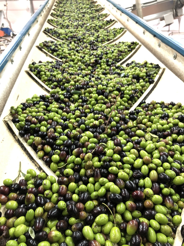 frangitura delle olive