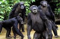 Mysterious chimpanzee behaviour may reveal a form of spirituality