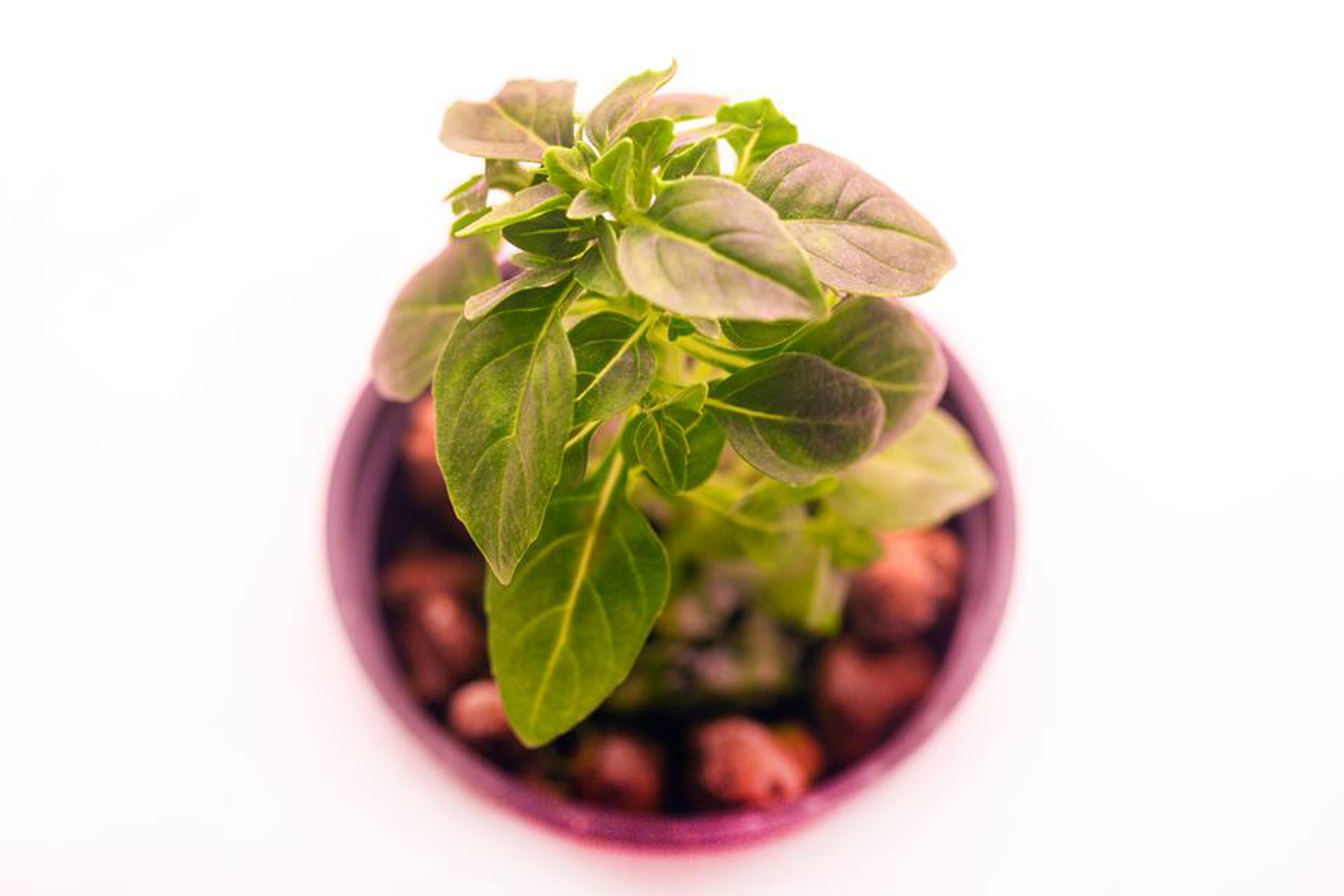 Infarm vertical vegetable garden