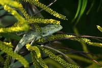 Il 22 maggio celebriamo la biodiversità, indispensabile per cibo e salute