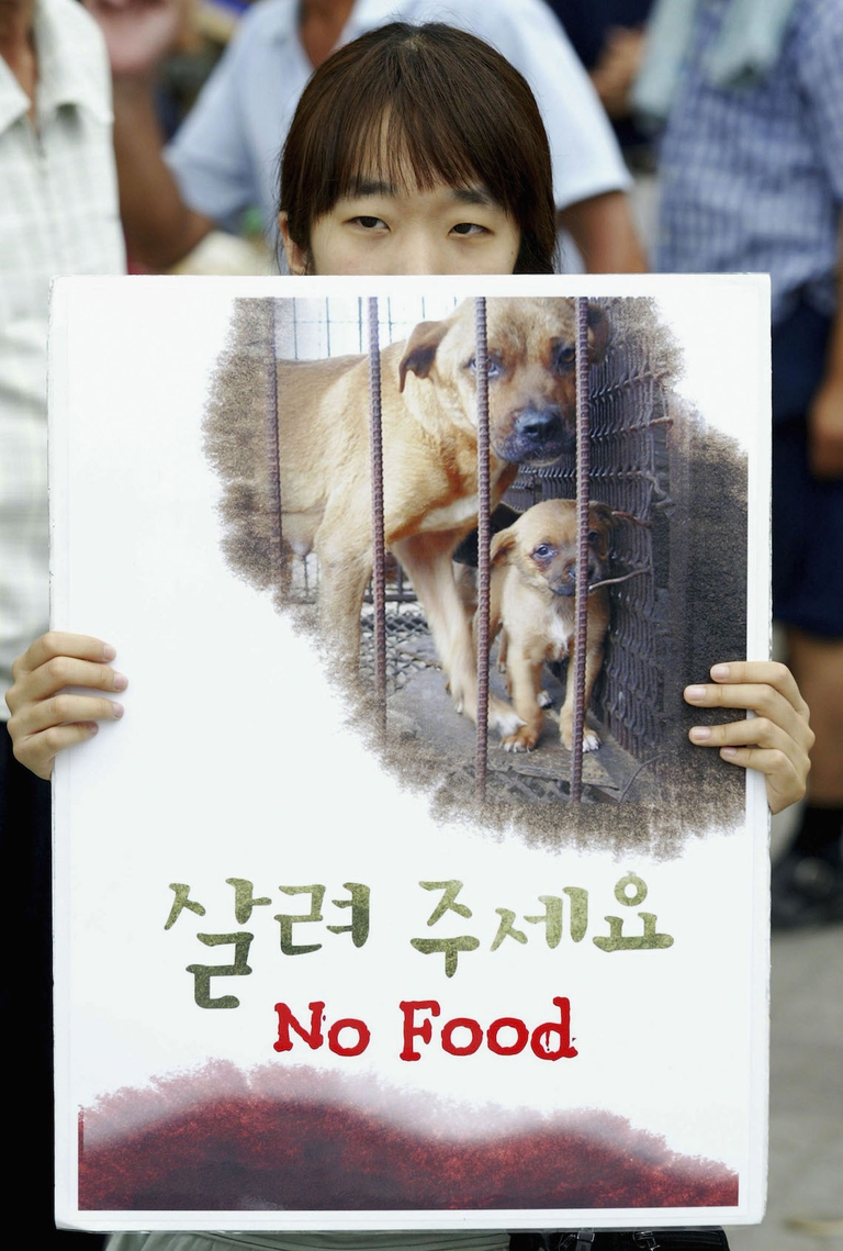 south korea dog meat