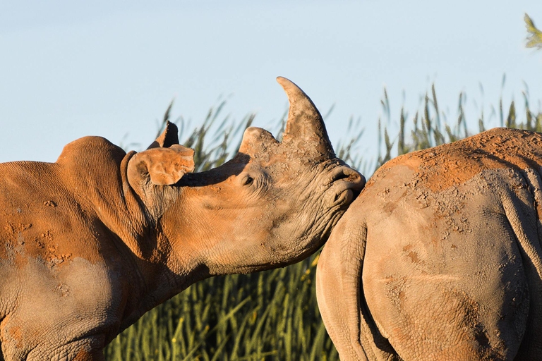 Il ritorno dei rinoceronti in Mozambico
