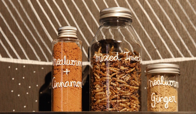 Insects Au Gratin Exhibition At Wellcome Collection