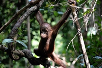 The Earth has lost 58% of its wildlife in the past 40 years
