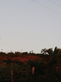 Non è vero che l’Amazzonia emette più CO2 che ossigeno