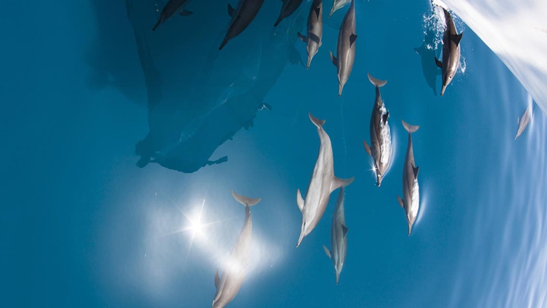 zabargad mar rosso delfini