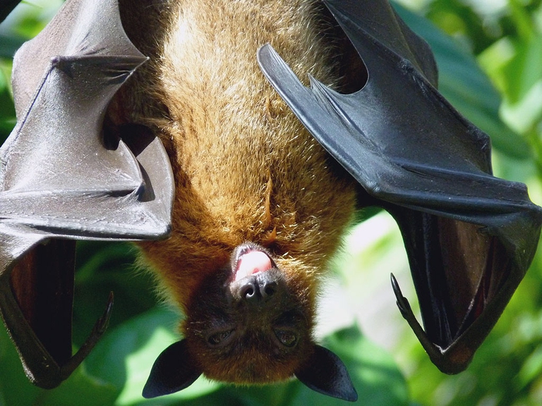 pipistrelli incendio parco nazionale del Vesuvio