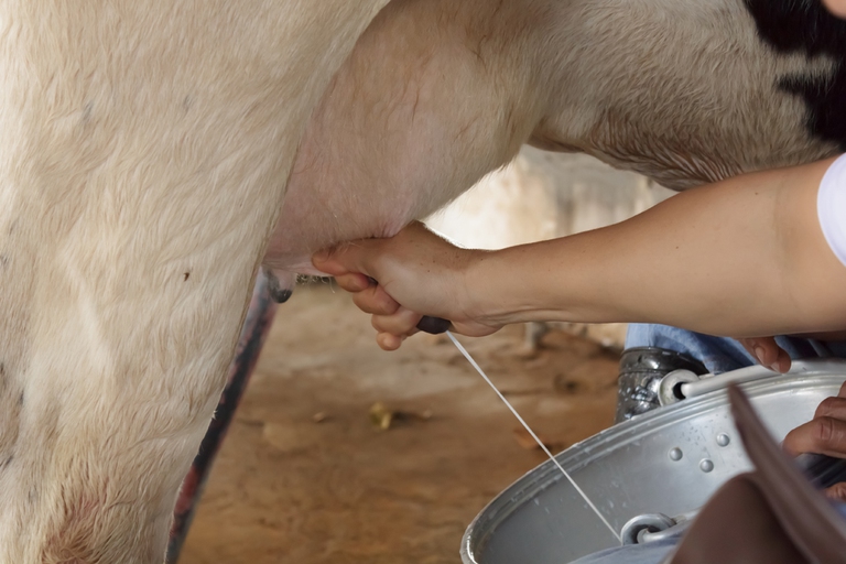 Meglio privilegiare allevamenti non intensivi ©IngImage