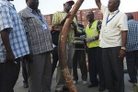 Tonnellate di avorio sequestrato in Kenya