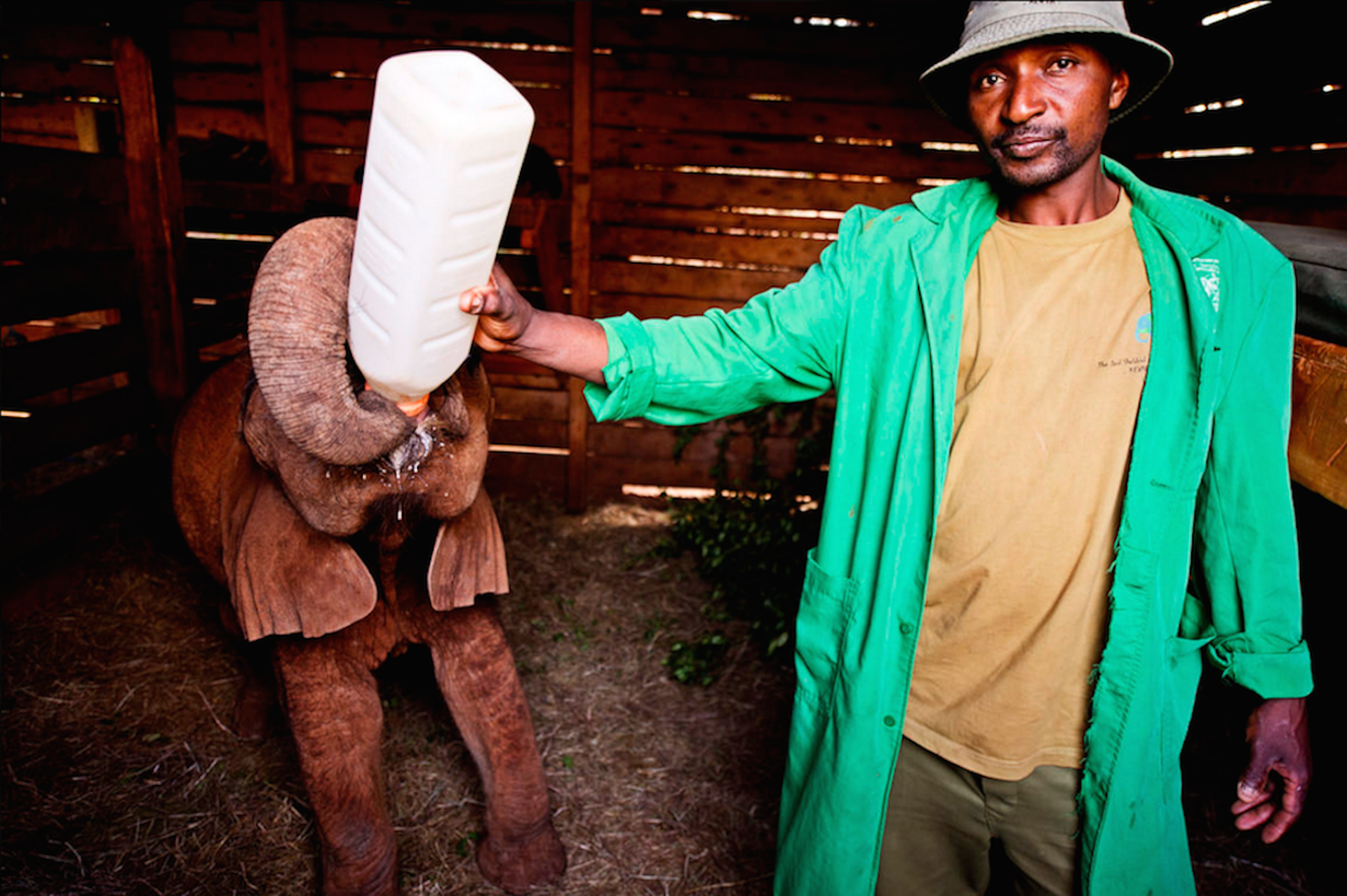 16 feeding-elephant