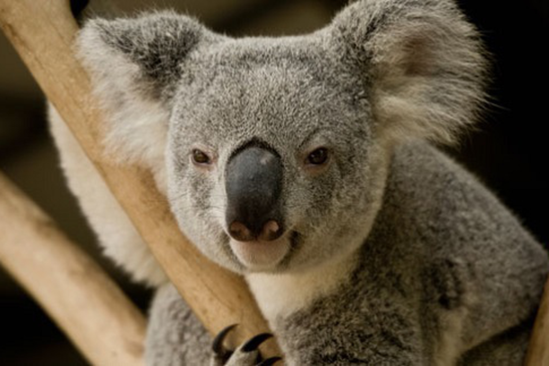 Why do koalas hug trees? LifeGate