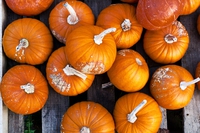 Orto di ottobre: cosa piantare e lavori del mese