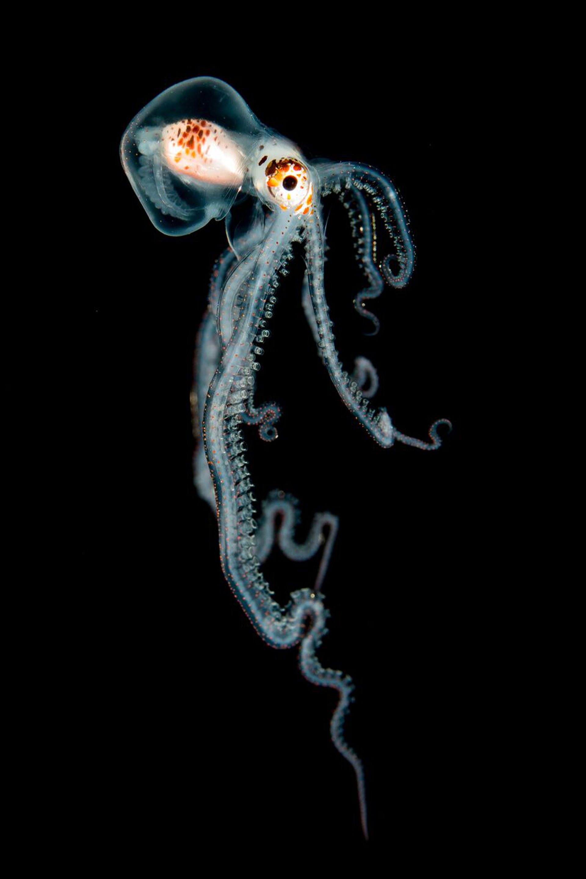 Helen Bridley, Pelagic Octopus at Night