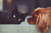 L’agopuntura per animali ora è una realtà anche in Italia