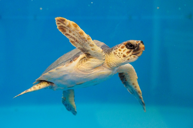 Area Marina Protetta Egadi ospedale per tartarughe