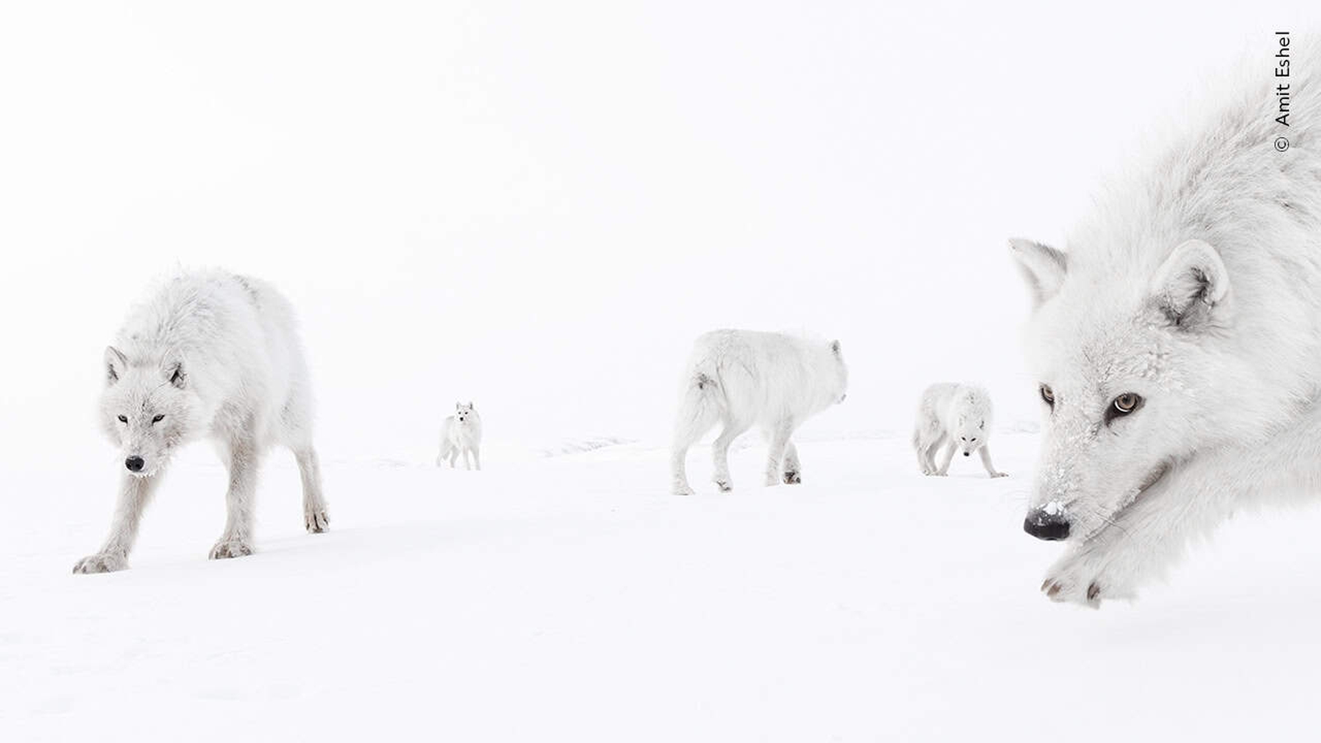Dentro il branco Amit Eshel, Menzione d’Onore , Ritratti di animali © Amit Eshel, Wildlife Photographer of the Year