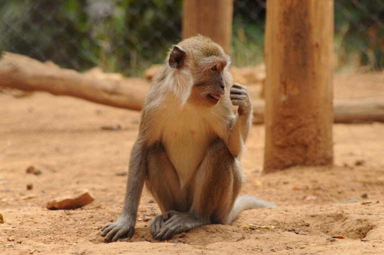 macaco a semproniano salvato da vivisezione